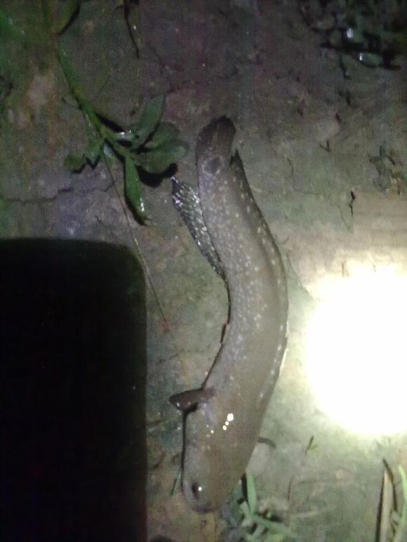 在农村钓鱼用什么虫子,农村钓鱼用什么饵料最好