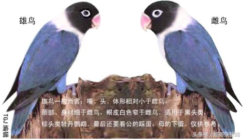 虎皮鹦鹉如何分辨雌雄,百合鹦鹉怎么区分雌雄