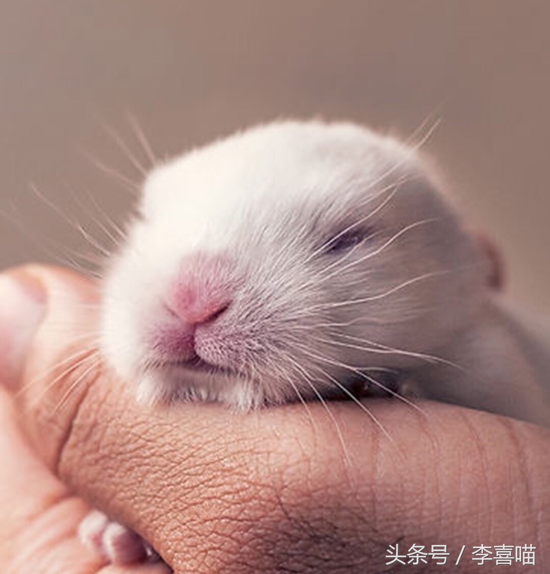 如何养好宠物兔子的方法,什么兔子比较好当宠物也好养