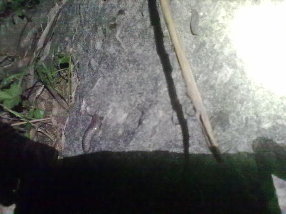 在农村钓鱼用什么虫子,农村钓鱼用什么饵料最好