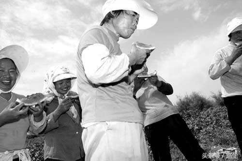 新疆戈壁滩种棉人的日常生活,新疆人采棉现状