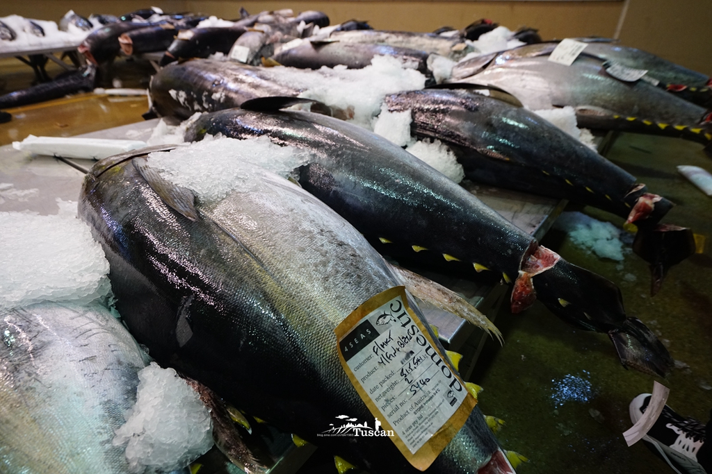 悉尼旅游攻略网红,怎么攻略悉尼