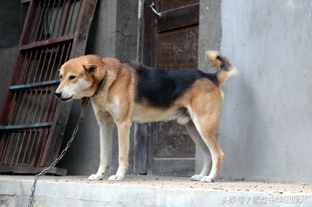 黄毛黑背黑嘴的土狗好不好,看家护院黑背土狗出售