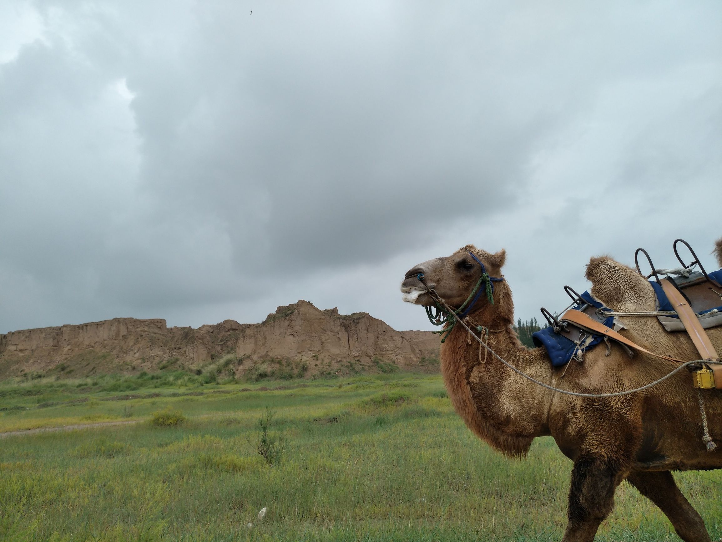 宁夏到陕西的沿途旅游,从宁夏自驾游到重庆多长时间