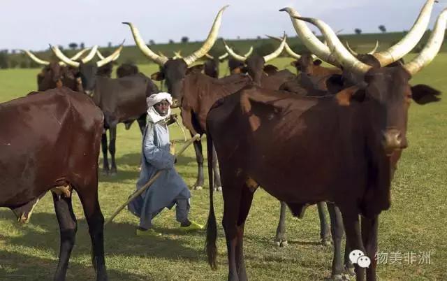 西非尼日尔国家怎么样,尼日尔是阿拉伯国家吗