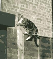 猫的跑步能力,猫的运动能力有多强