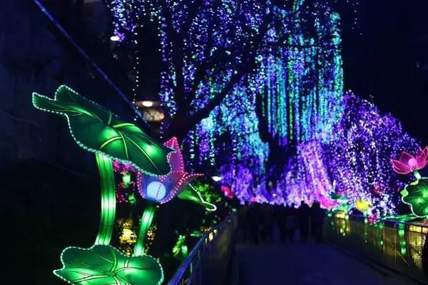 自贡第30届灯会,自贡今年灯会65岁是否免票观灯