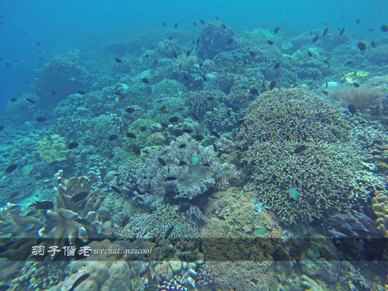 印尼美娜多旅游潜水攻略,印尼美娜多潜水圣地