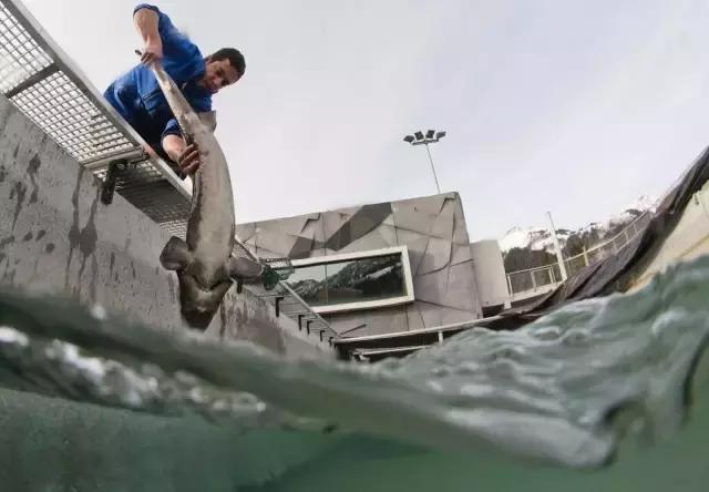 深海鱼子酱的功效与作用,来自深海的鱼完整版