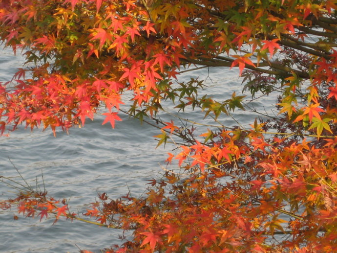 两位诗人在墙上题诗的爱情故事,红叶题诗的故事有多美