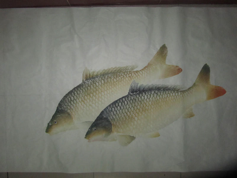 钓获巨鲤,钓巨型大鱼被伤