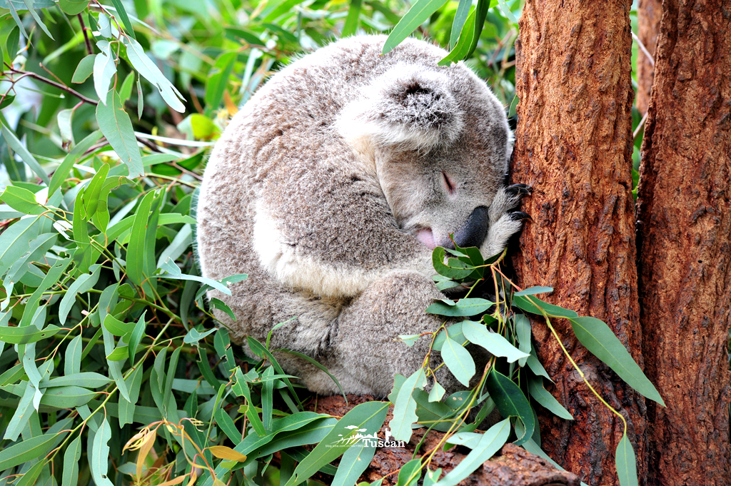 悉尼旅游攻略网红,怎么攻略悉尼