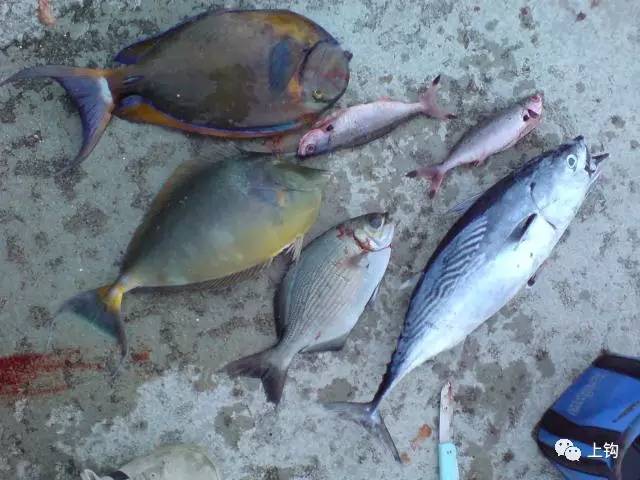 冲绳岛海钓,海钓福利