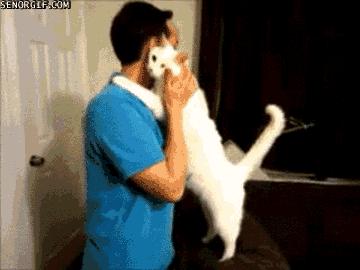 胆小猫咪家里突然发现陌生人,胆小的猫咪到家多久才适应