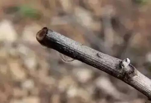 果树伤流病的原因和处理方法,果树往外流果汁什么病