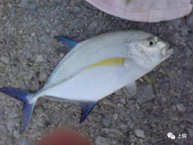 冲绳岛海钓,海钓福利