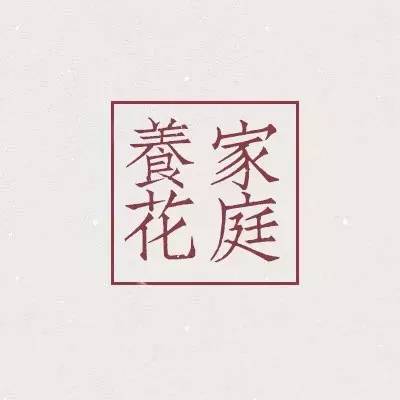 棕竹怎么修剪,家庭养花文竹