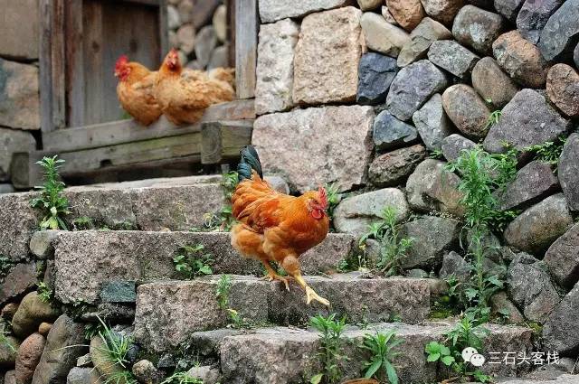 碎碎念2020,2017鸡年纪念日历