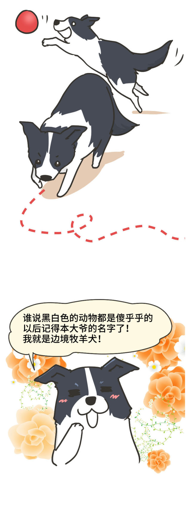 边牧的智商真的有6-8岁那么高吗,边牧和巴拉布拉多他俩谁的智商高