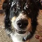 边牧的智商真的有6-8岁那么高吗,边牧和巴拉布拉多他俩谁的智商高