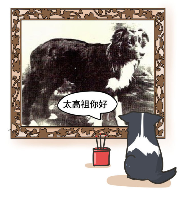 边牧的智商真的有6-8岁那么高吗,边牧和巴拉布拉多他俩谁的智商高