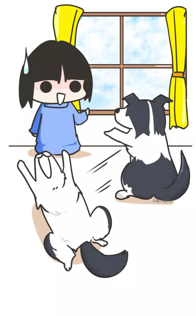 边牧的智商真的有6-8岁那么高吗,边牧和巴拉布拉多他俩谁的智商高