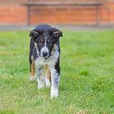 边牧的智商真的有6-8岁那么高吗,边牧和巴拉布拉多他俩谁的智商高