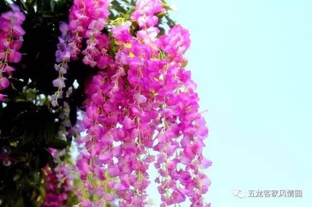 五一五龙客家风情园,五龙客家风情园免费游