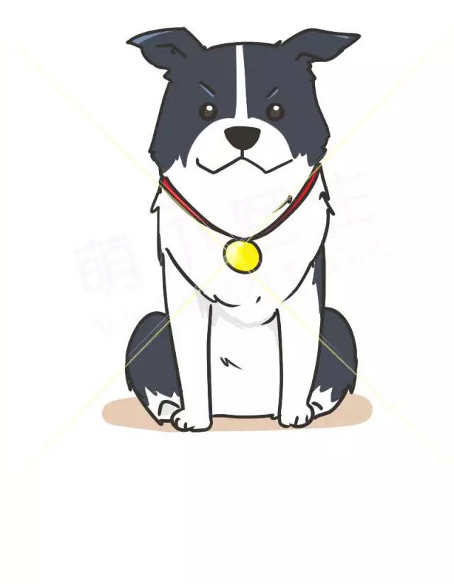 边牧的智商真的有6-8岁那么高吗,边牧和巴拉布拉多他俩谁的智商高