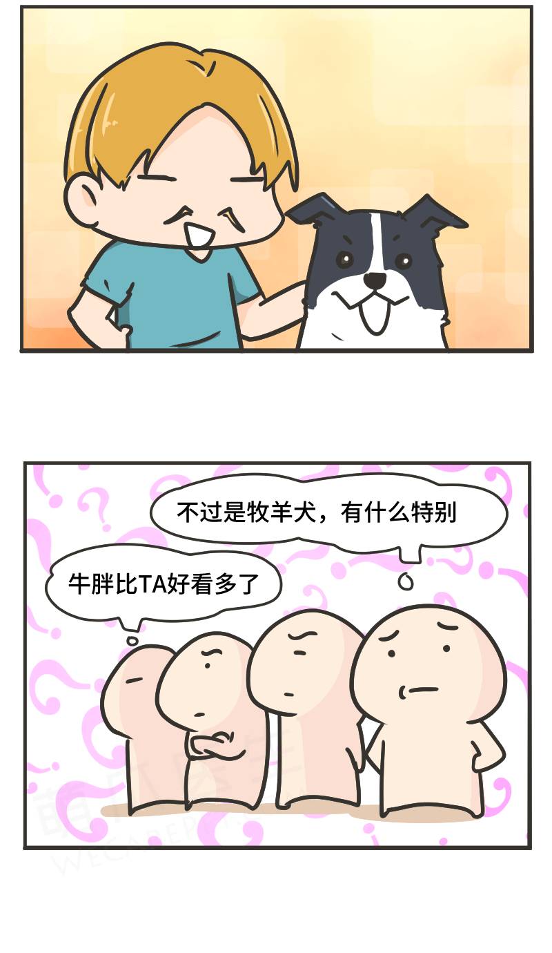 边牧的智商真的有6-8岁那么高吗,边牧和巴拉布拉多他俩谁的智商高