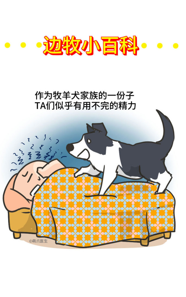 边牧的智商真的有6-8岁那么高吗,边牧和巴拉布拉多他俩谁的智商高