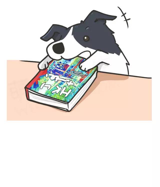 边牧的智商真的有6-8岁那么高吗,边牧和巴拉布拉多他俩谁的智商高