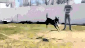 边牧的智商真的有6-8岁那么高吗,边牧和巴拉布拉多他俩谁的智商高