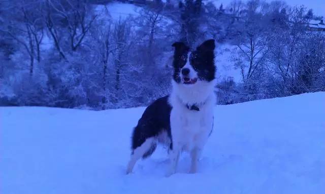 边牧的智商真的有6-8岁那么高吗,边牧和巴拉布拉多他俩谁的智商高