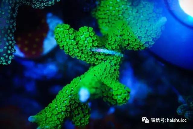 无蛋分，玩混养，还养的这么好？