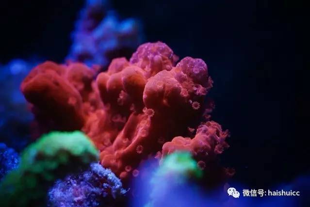 无蛋分，玩混养，还养的这么好？