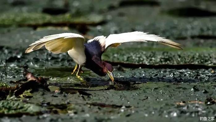 青山荒野垂钓,青山野钓哪里最好玩