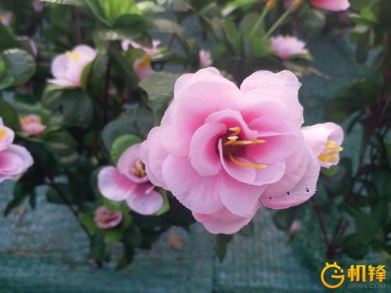 三星盖乐世a53拍照,盖乐世c9pro拍照