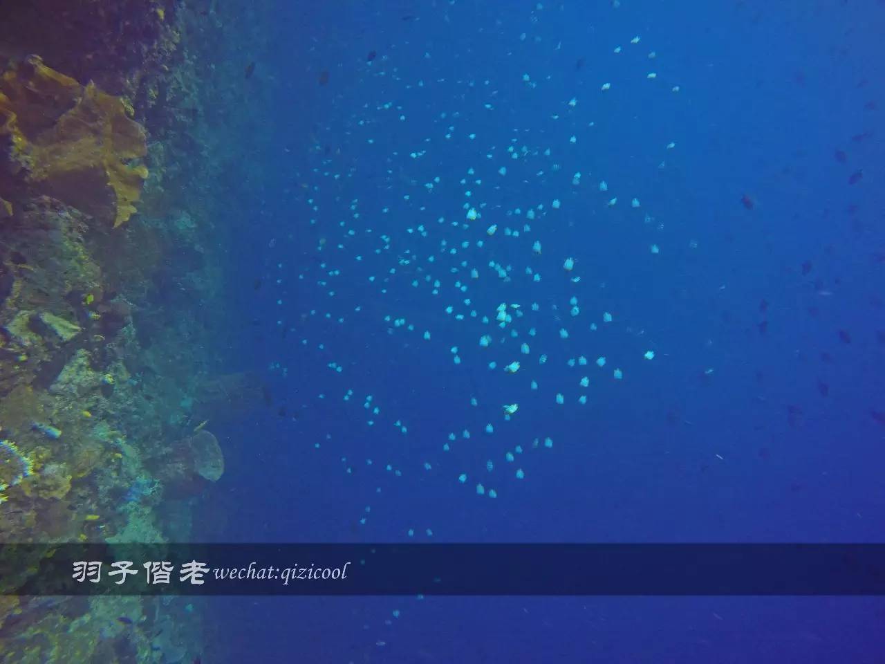 印尼美娜多旅游潜水攻略,印尼美娜多潜水圣地