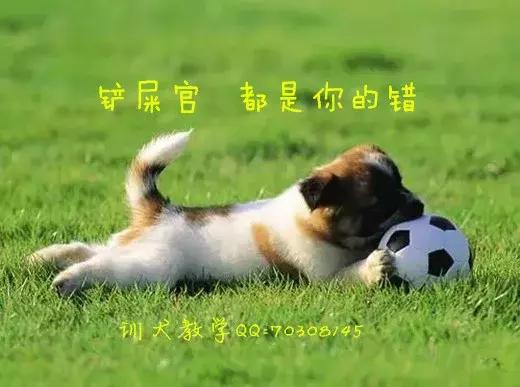 狗狗打嗝是狂犬病吗,狗狗像打嗝似的抽搐