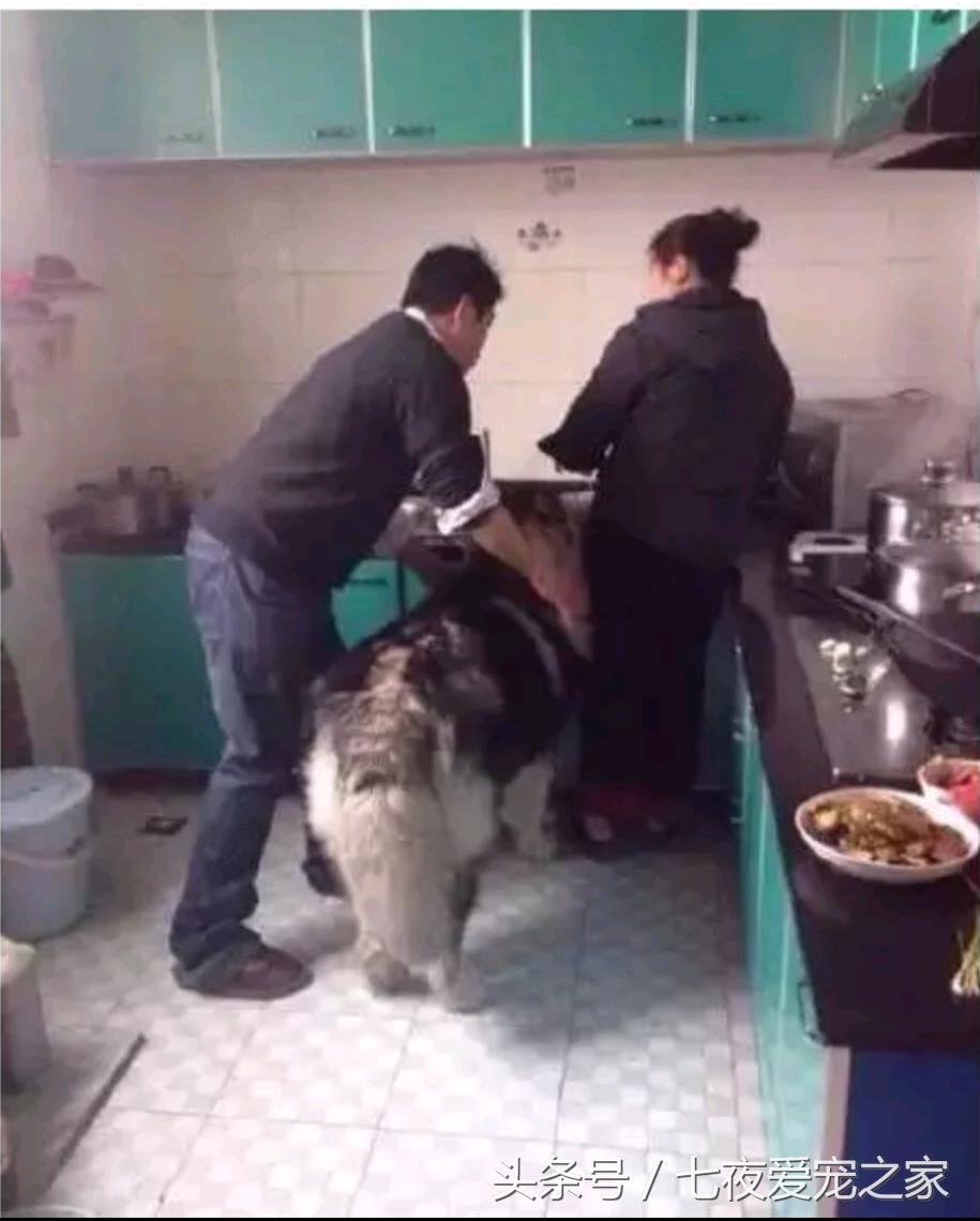 在厨房与狗爸发生撕扯大战，这是一只比哈士奇还倔的阿拉斯加！
