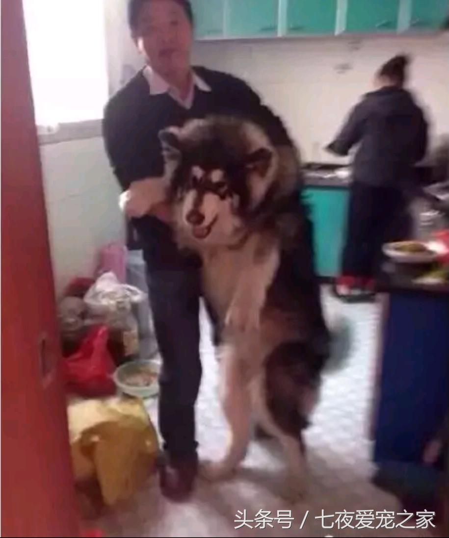 在厨房与狗爸发生撕扯大战，这是一只比哈士奇还倔的阿拉斯加！