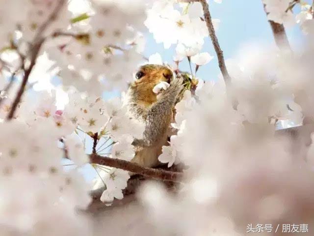 你知道樱花最多的地方在哪,你知道樱花的花期有多长吗