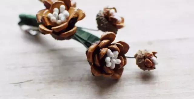 原来松果还可以这么美,原来红杉树也可以很美