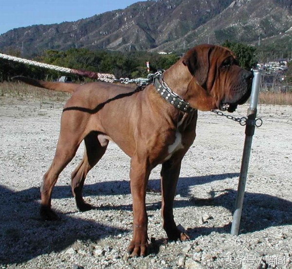 最近世界十大猛犬排行榜介绍,最近世界十大猛犬排行榜