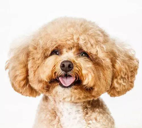 十大狗粮排行榜推荐,十大最好狗粮排行榜