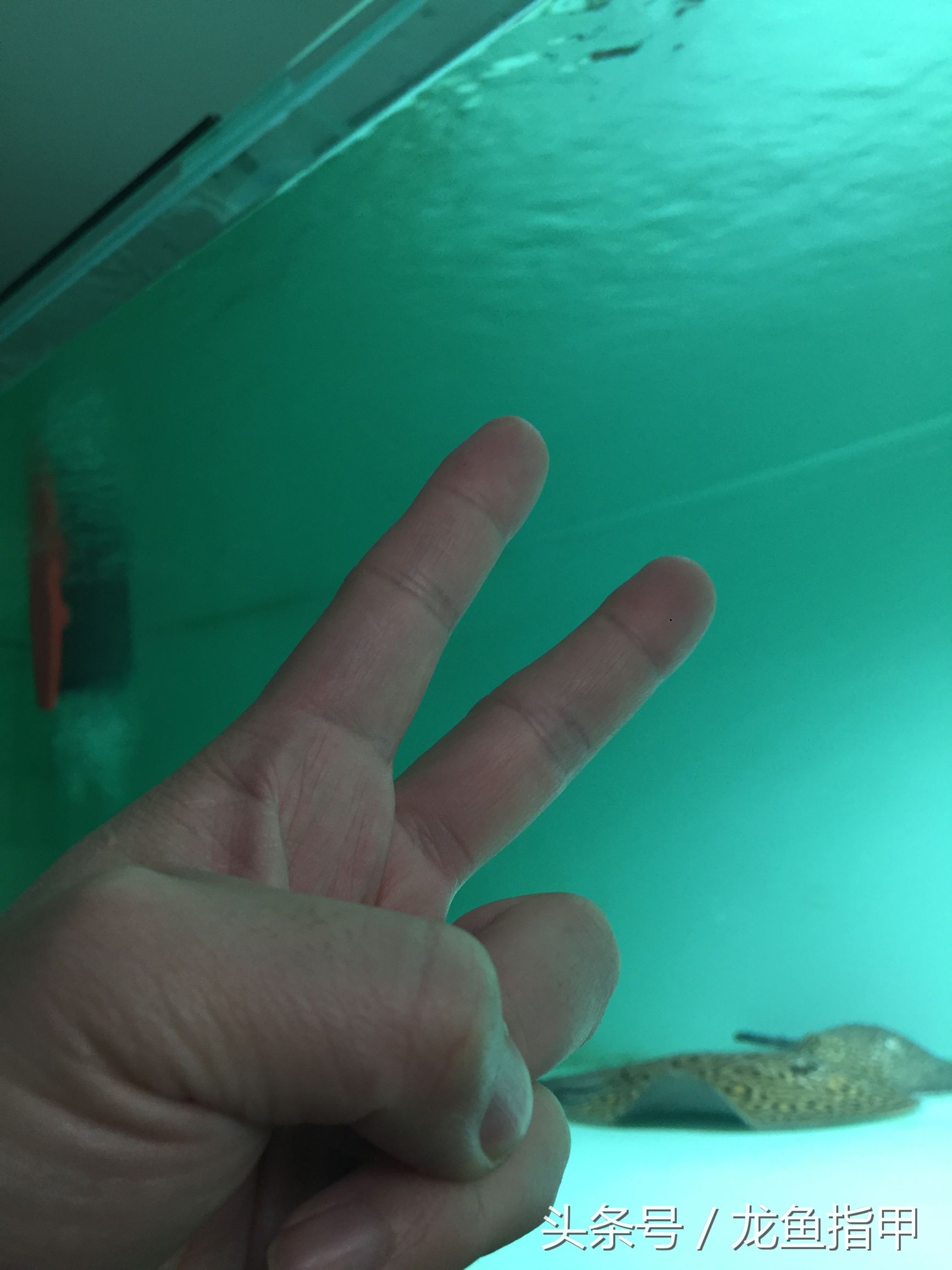 德国鱼场告诉我们，滴流看看就好，没必要完全照搬