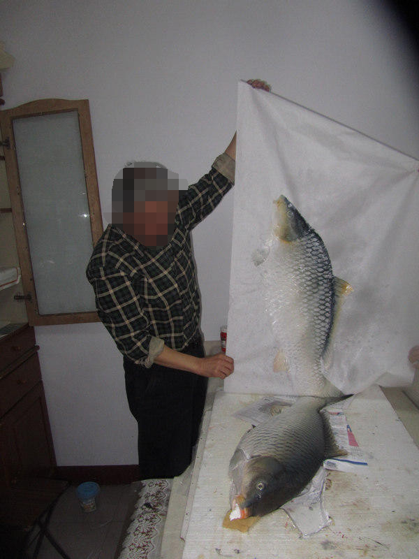 钓获巨鲤,钓巨型大鱼被伤