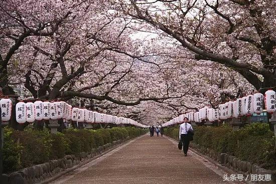 你知道樱花最多的地方在哪,你知道樱花的花期有多长吗