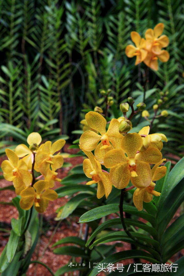 汇客厅2020,狮城新加坡旅游掠影